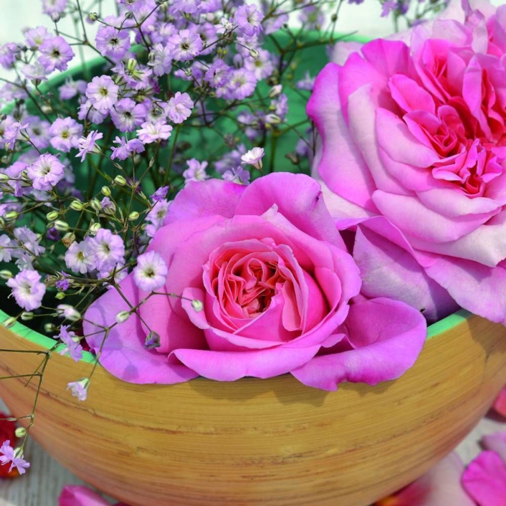 Rosier à grandes fleurs voluptia® pink™ 'noa1811108' pot de 3l - 30/60 cm