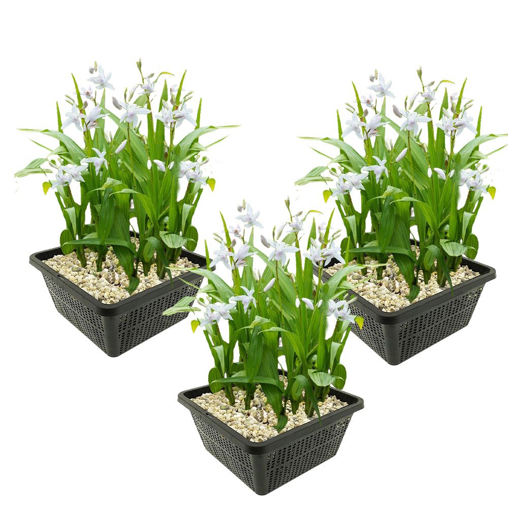 Orchidée japonaise blanche - bletilla striata alba - 12 plants et 3 paniers d'étang