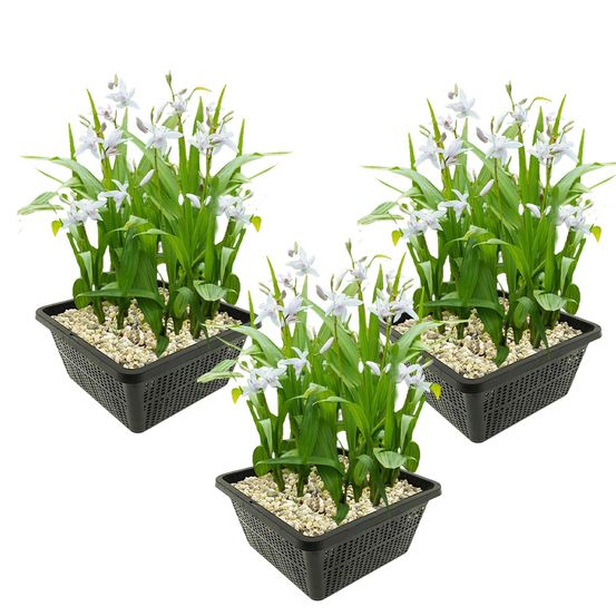 Orchidée japonaise blanche - bletilla striata alba - 12 plants et 3 paniers d'étang