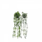 Plante succulente retombante artificielle 50cm lot de 2