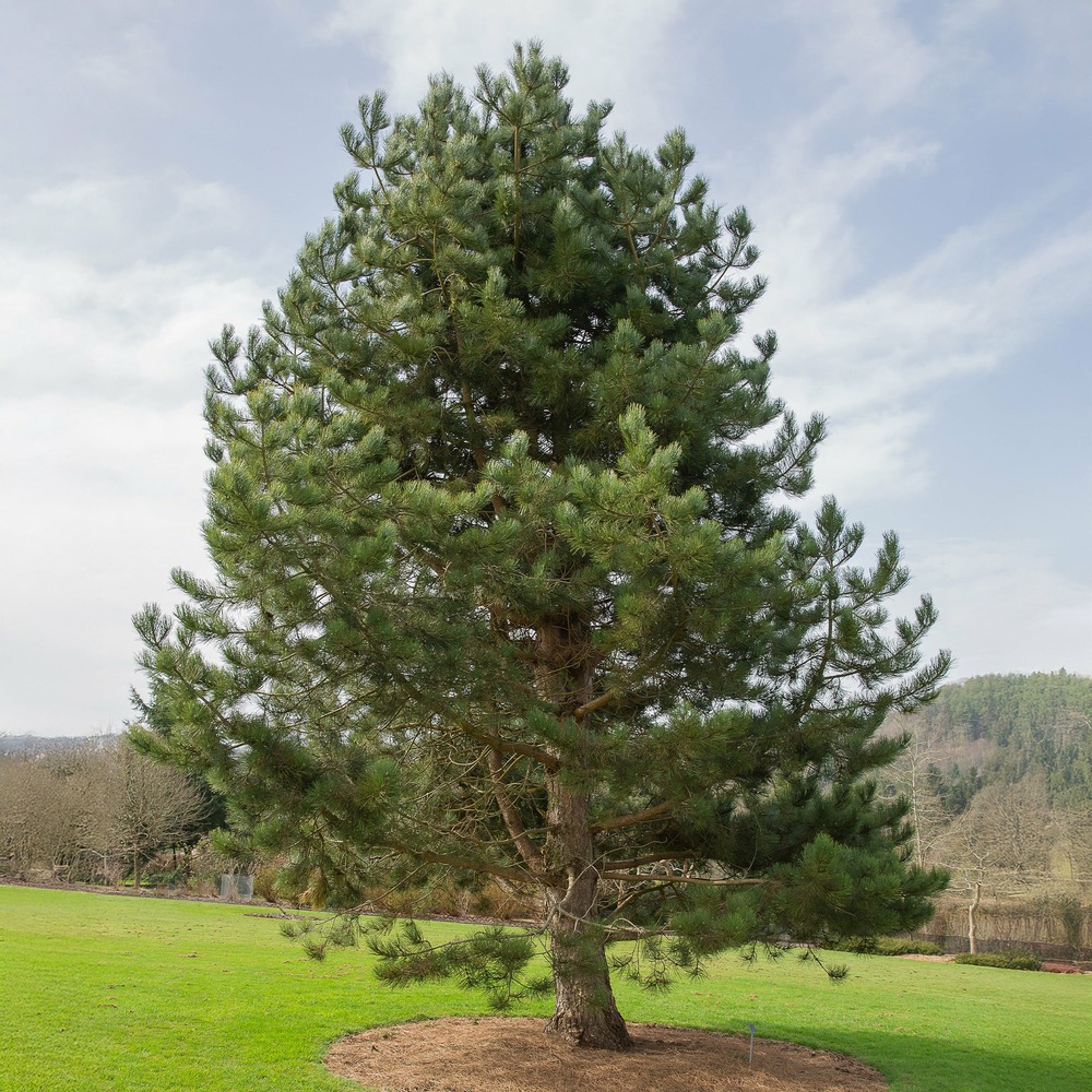 Pin noir d'autriche - le pot / ø 19cm / hauteur livrée 30-40cm