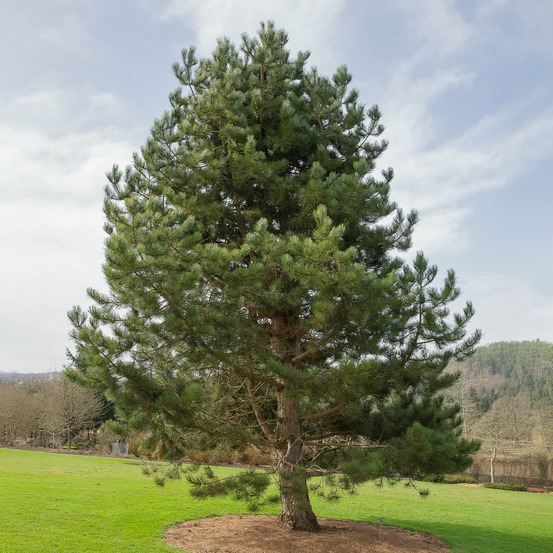 Pin noir d'autriche - le pot / ø 19cm / hauteur livrée 30-40cm