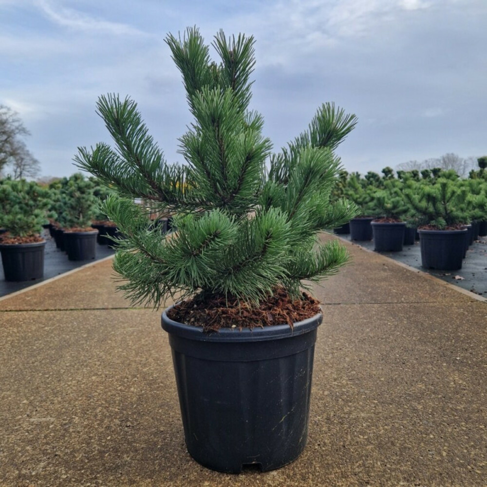Pin de montagne 'krauskopf' pot 11l 30/40cm - pinus mugo krauskopf