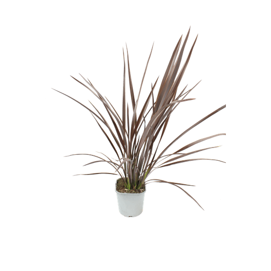 Phormium pot 2l