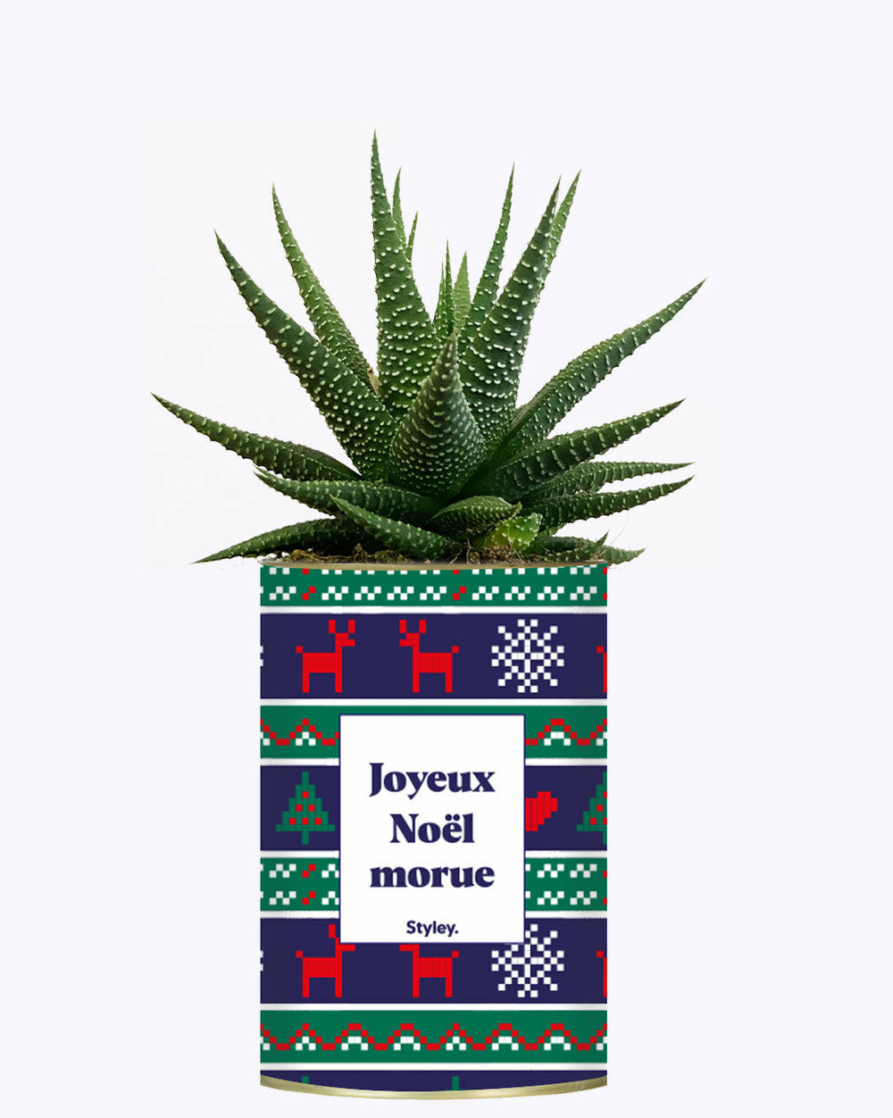 Plante drôle - joyeux noël morue - cactus