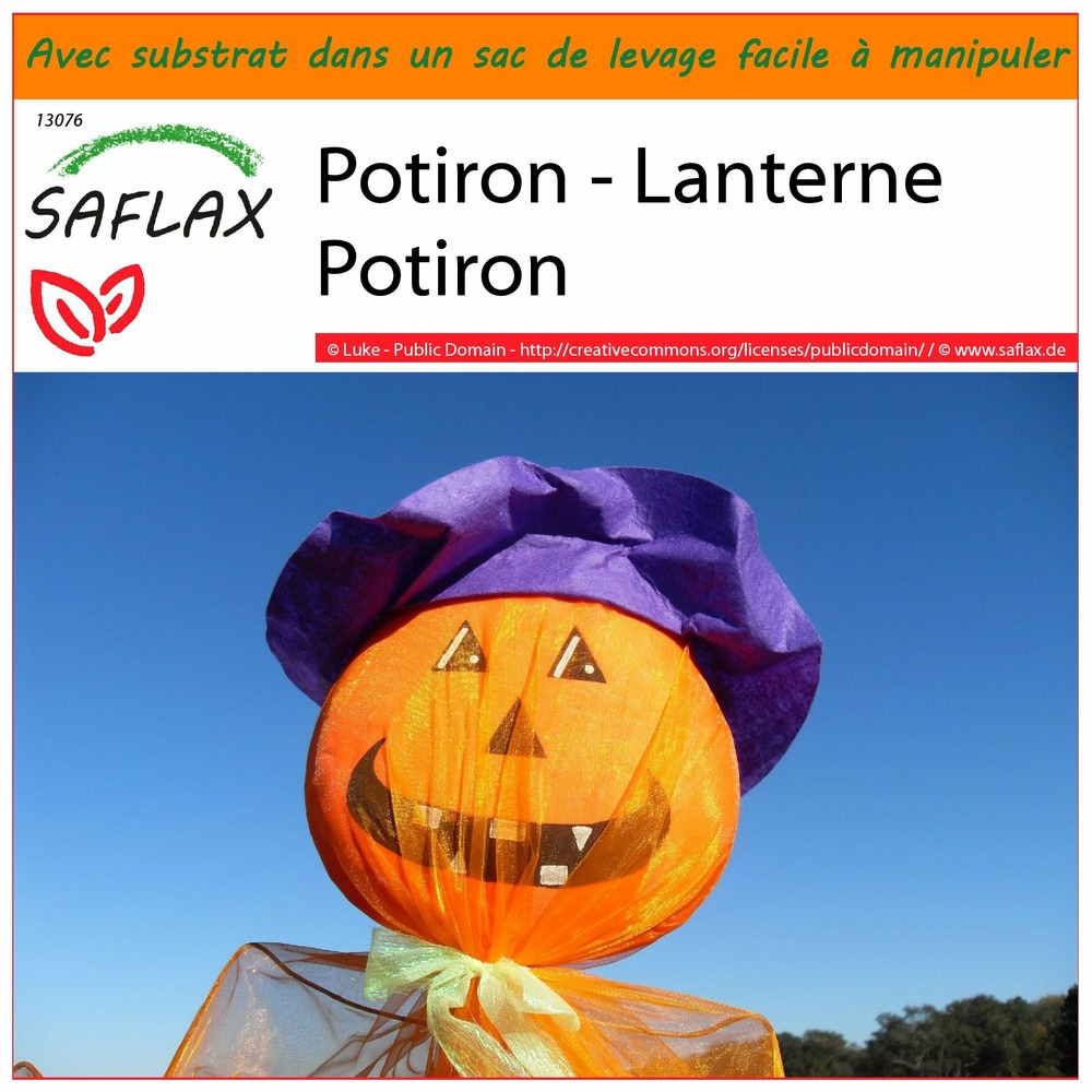 Garden in the bag - potiron - lanterne potiron - 10 graines - cucurbita pepo