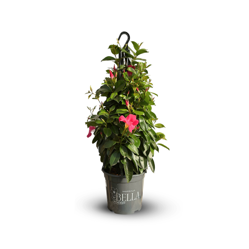 Dipladenia pyramide suspension - plante fleurie - ↕ 70-80 cm - ⌀ 20 cm - plante d'intérieur & extérieur - fleur rose