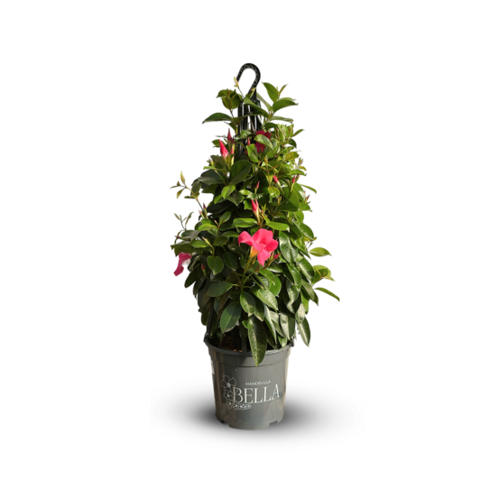 Dipladenia pyramide suspension - plante fleurie - ↕ 70-80 cm - ⌀ 20 cm - plante d'intérieur & extérieur - fleur rose