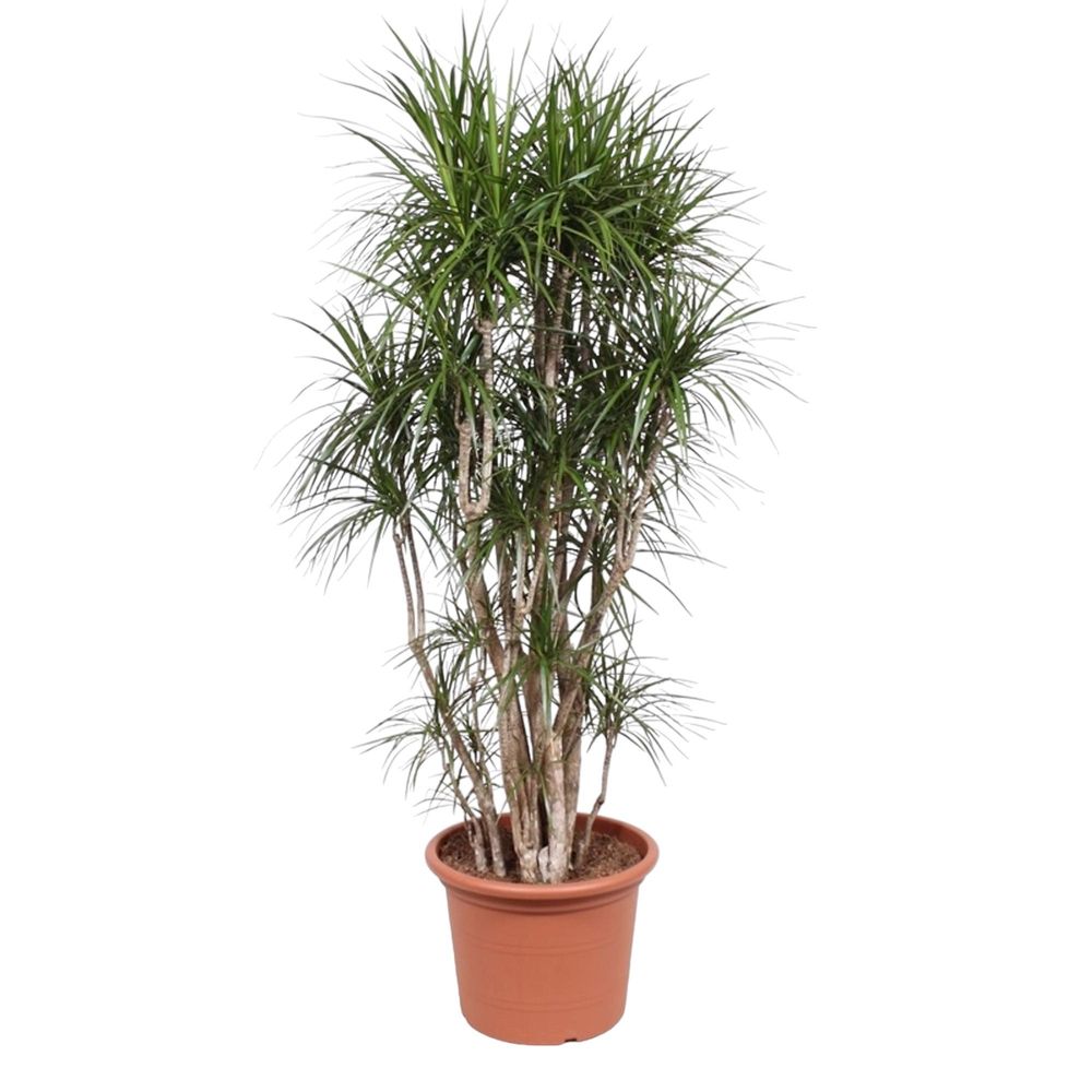 Dracaena marginata ramifiée - plantes d'intérieur