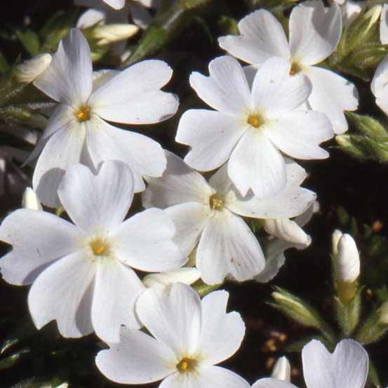 Phlox nain white delight, phlox mousse lot de 9 godets