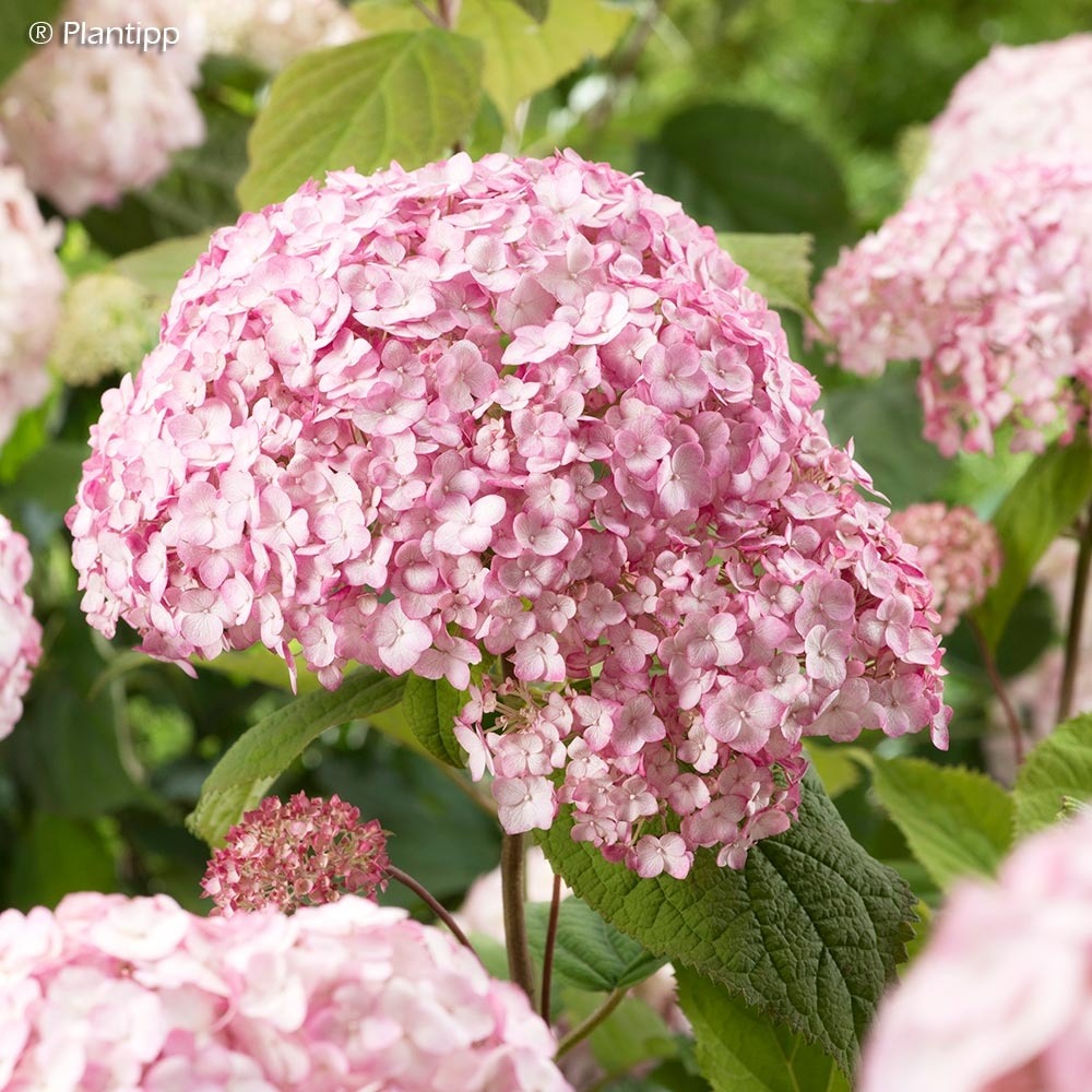 Hortensia de virginie 'candybelle bubblegum' pot de 3l/4l