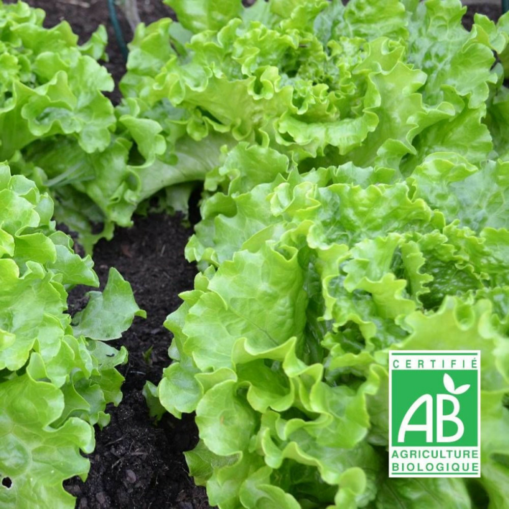 Graines de laitue batavia de pierre bénite - sans traitement sachet