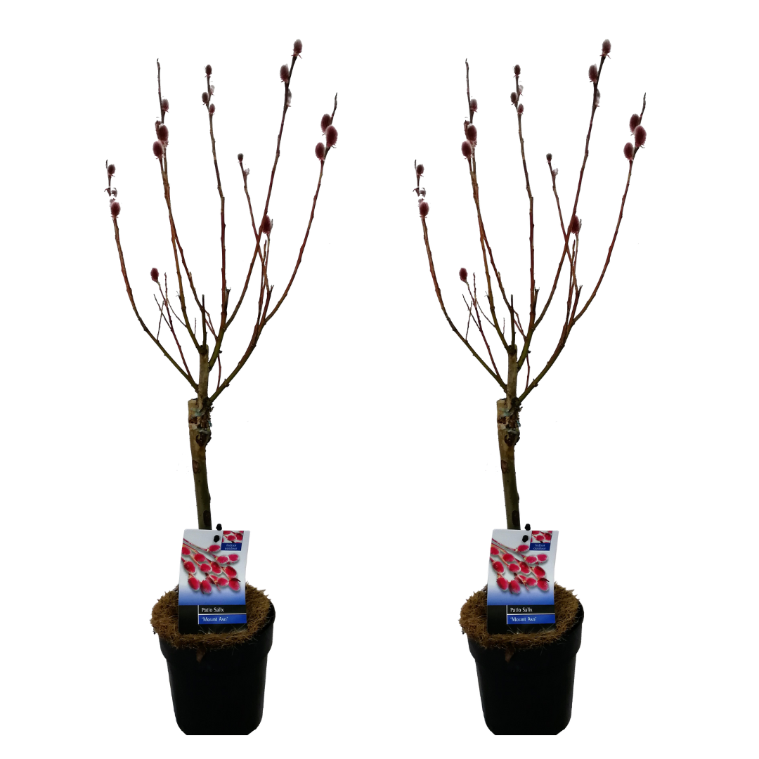 Salix mount aso 'red cat' - gracilistyla  - lot de 2 - arbres - plante de jardin - dimension du pot 12 cm - hauteur 50-60 cm