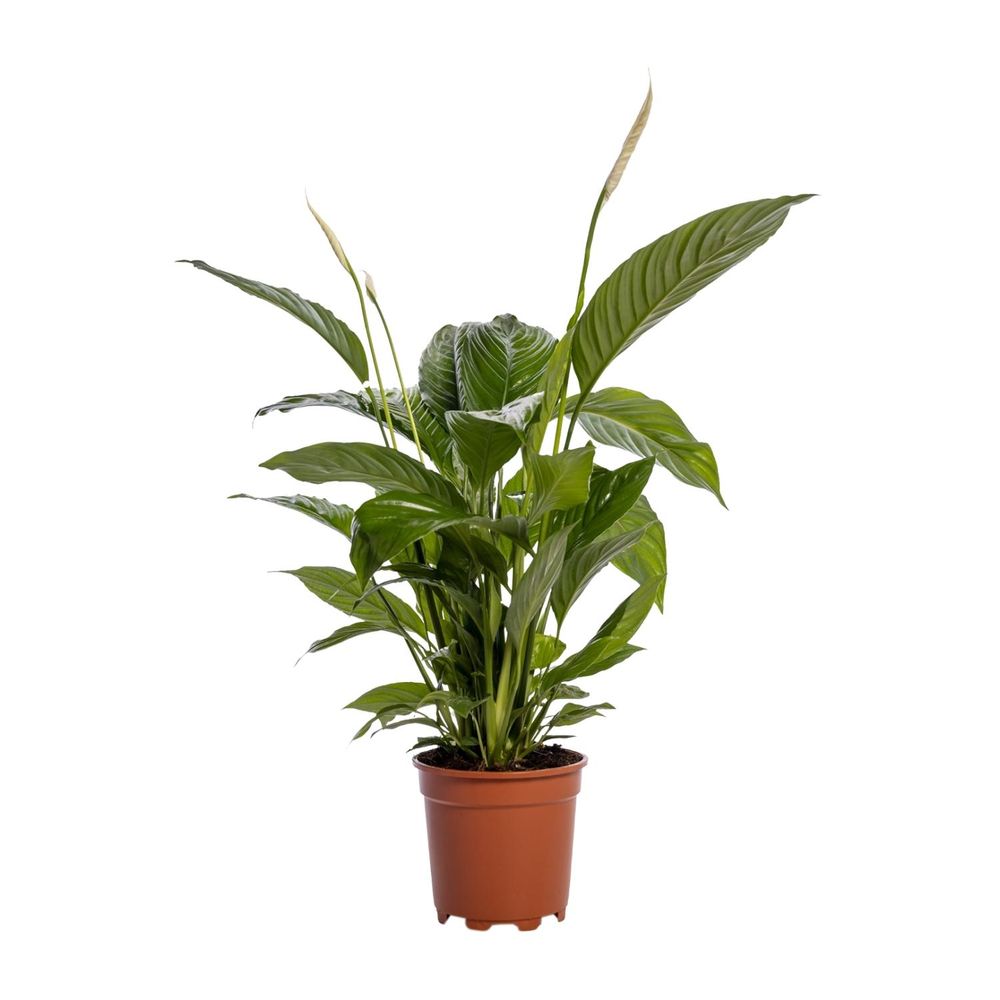 Spathiphyllum bingo cupido - ø19cm - ↕80cm - plantes d'intérieur