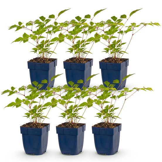 Astilbe 'europa' - lot de 6 - pot 11 cm - hauteur 25 cm - plante d'extérieur
