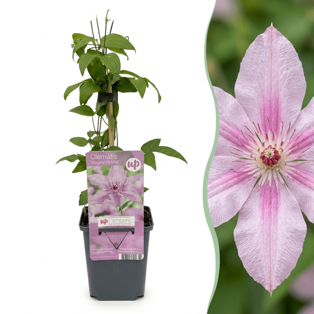 6x clématite 'hagley hybrid' - rose - grimpante - ø9cm - ↕35cm - plante d’extérieur