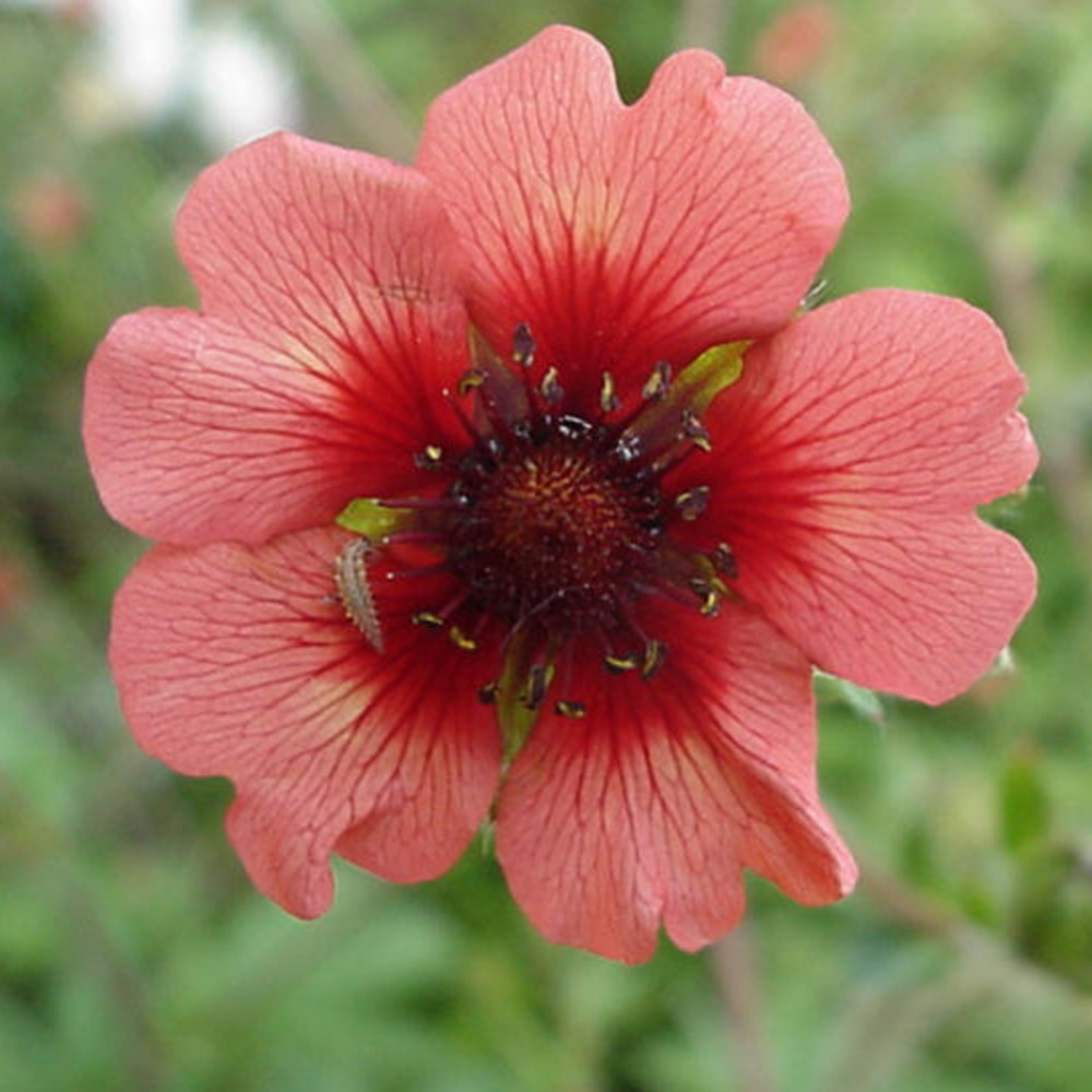6 x potentille vivace du népal - potentilla nepalensis 'miss willmott' - godet 9cm x 9cm