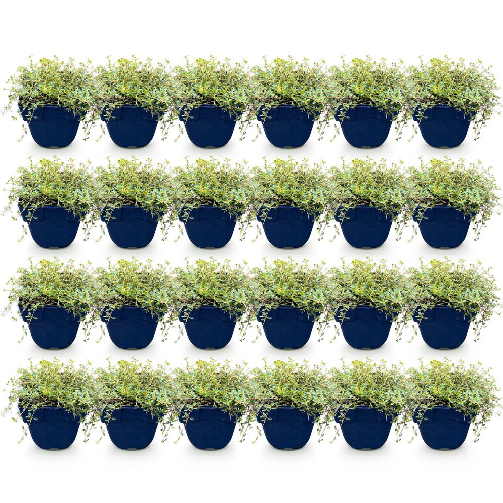 Thym 'red carpet' - lot de 24 - pot 11 cm - hauteur 25 cm - plante d'extérieur