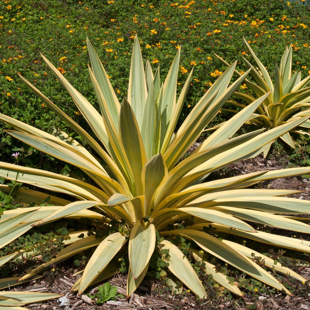 Yucca gloriosa citrus twist® - le godet / ø 9cm