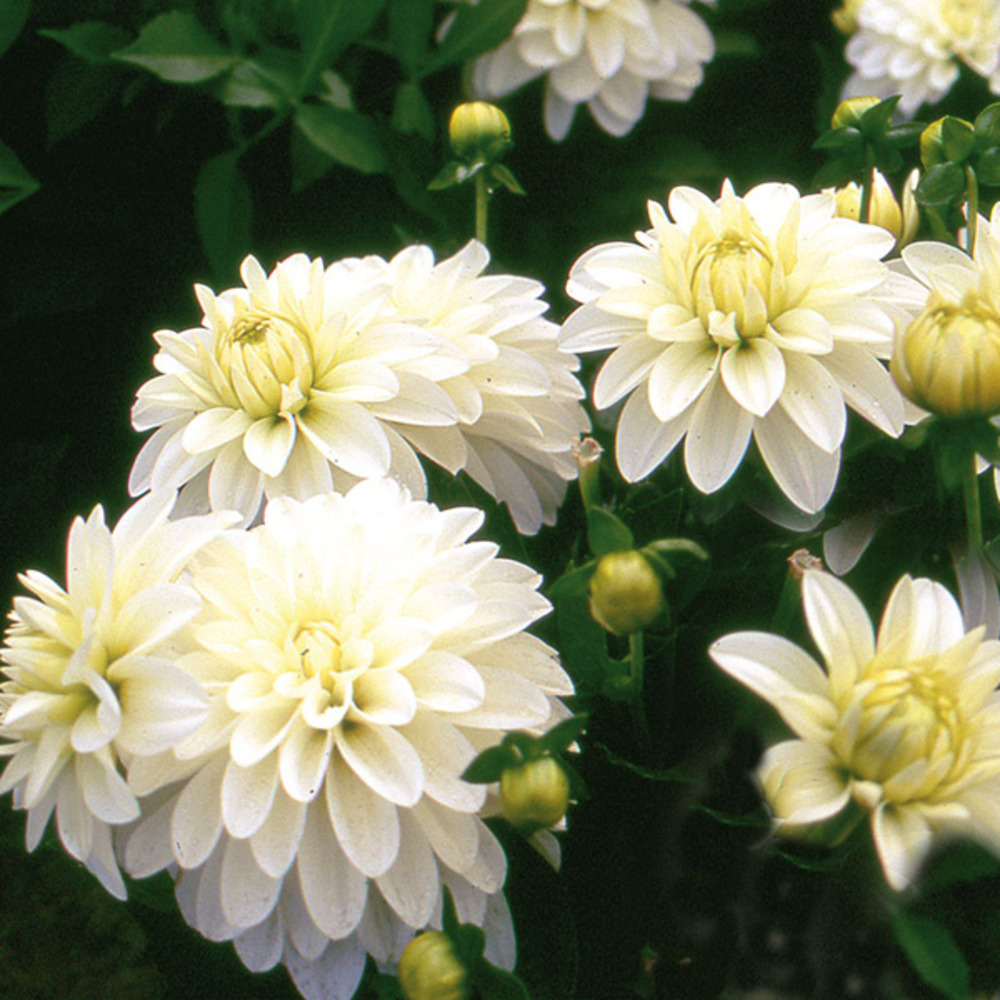 Dahlia nain double 'gallery art fair' bulbe calibre i (par 3)