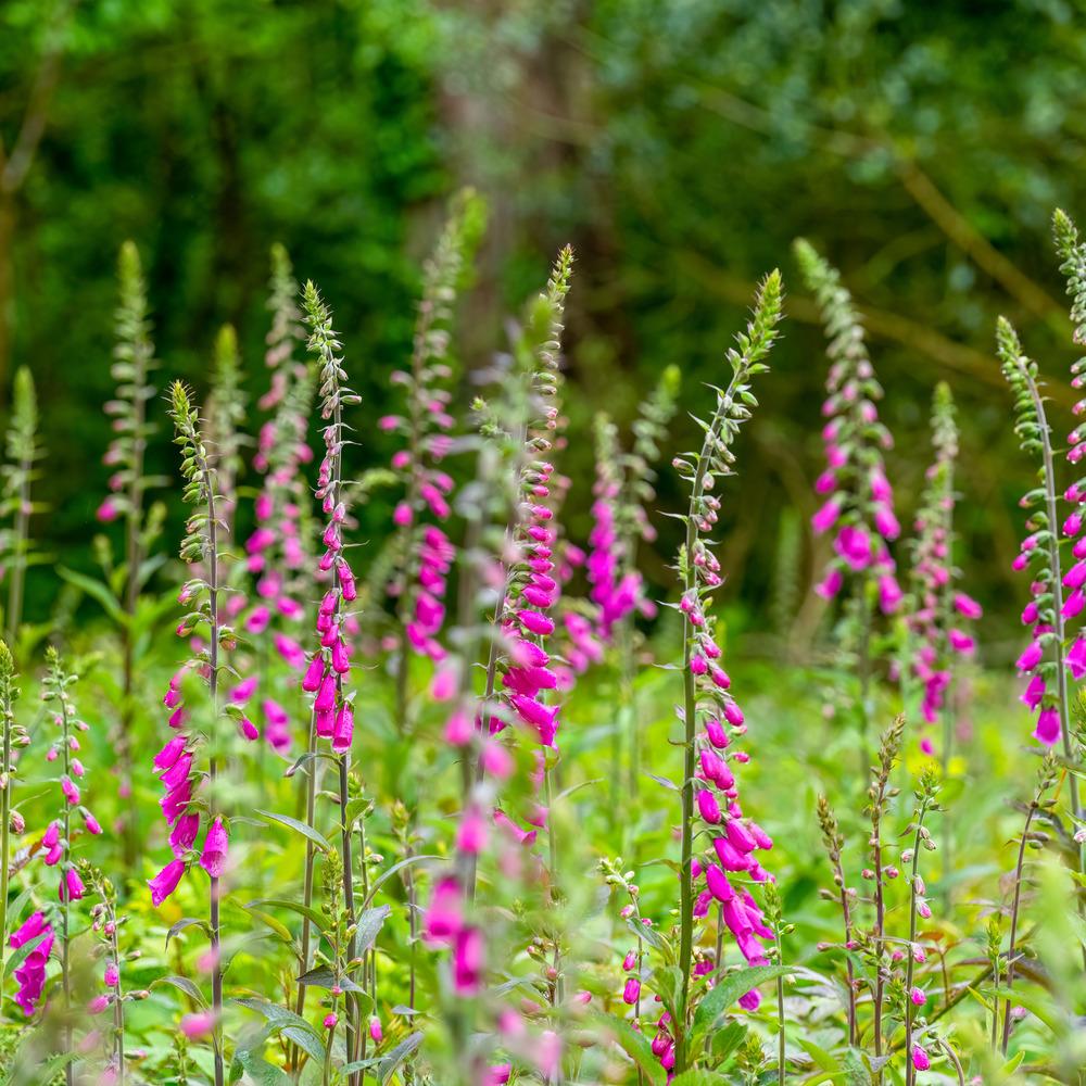 Lot de 3 - digitalis purpurea gloxiniiflora - digitale - hauteur 10-20 cm - pot 9x9 cm