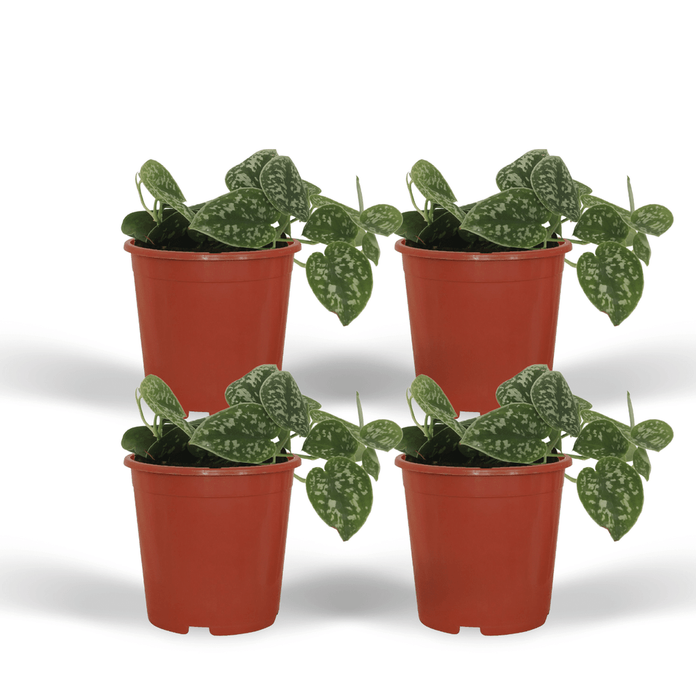 Scindapsus pictus - plantes d'intérieur