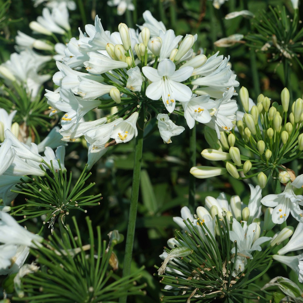 Agapanthe 'ever white' godet de 8/9 cm