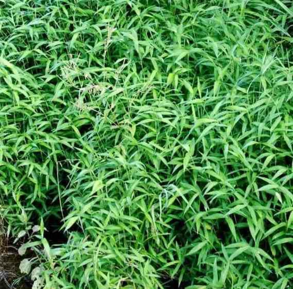 Pléioblastus pumilus pot de 2 litres - 5/20 cm