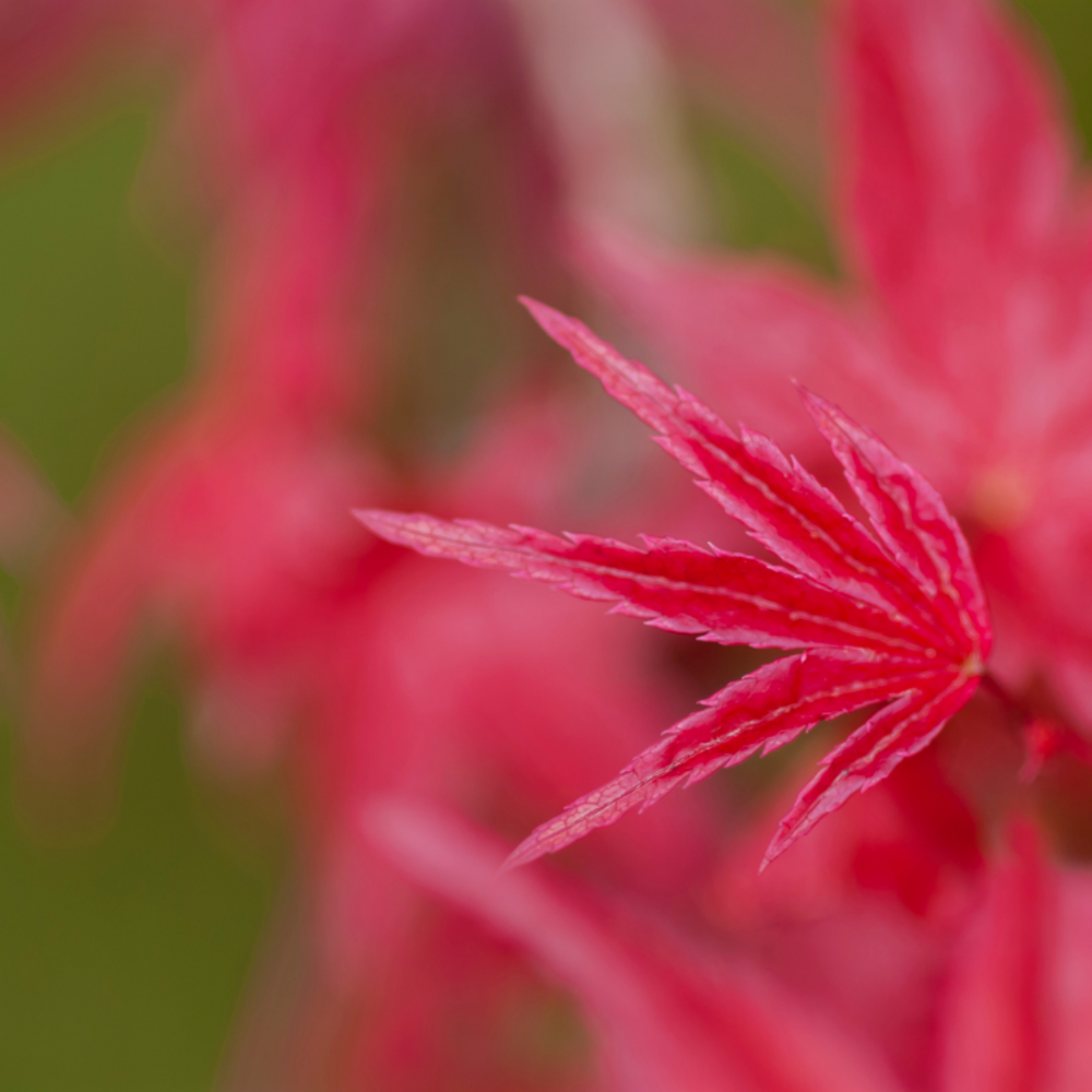 Érable palmé shirazz - acer palmatum shirazz 40cm