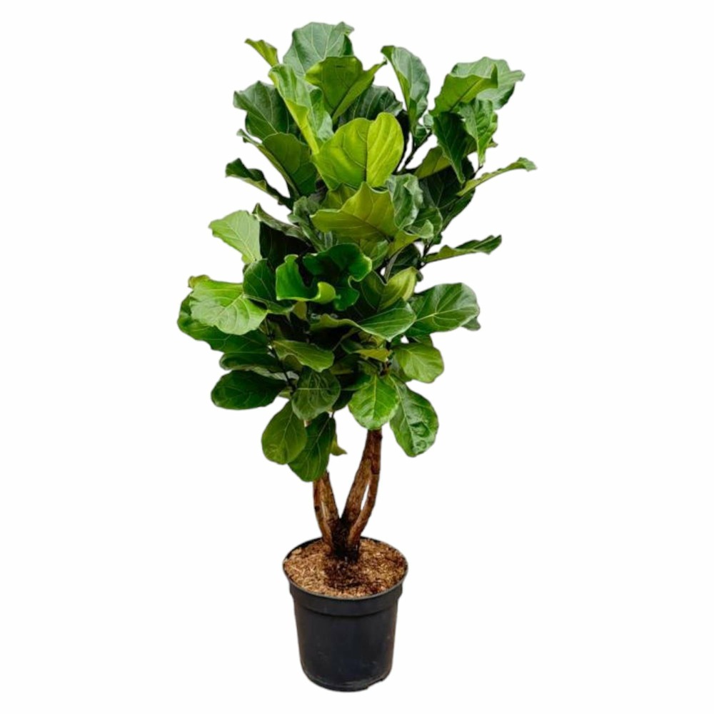 Ficus lyrata ramifié xl - h170-200 cm - ø32-34 cm