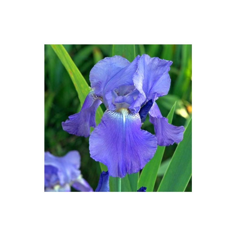Iris des jardins harbor blue godet - 5/20 cm
