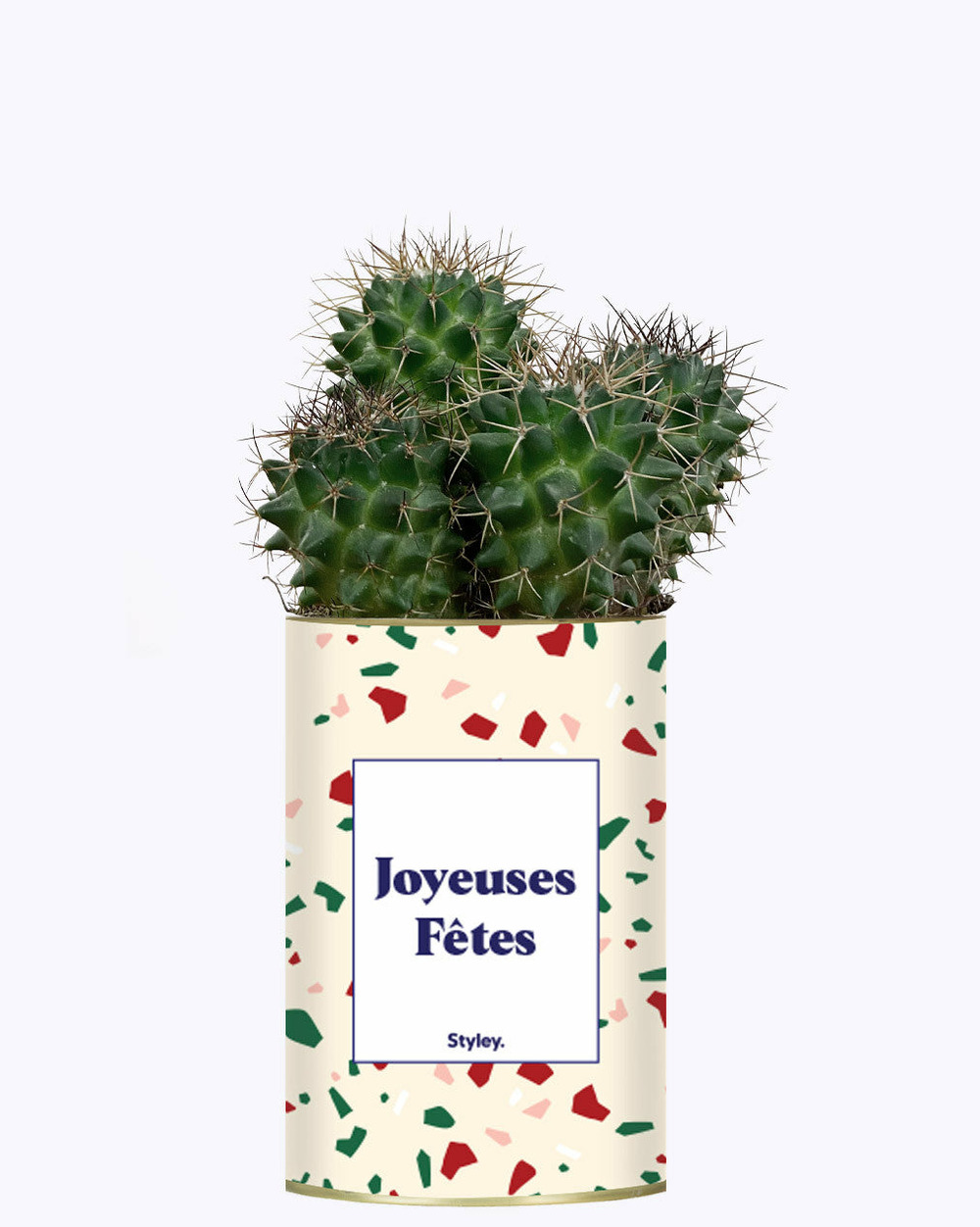 Plante facile à entretenir - joyeuses fêtes - cactus