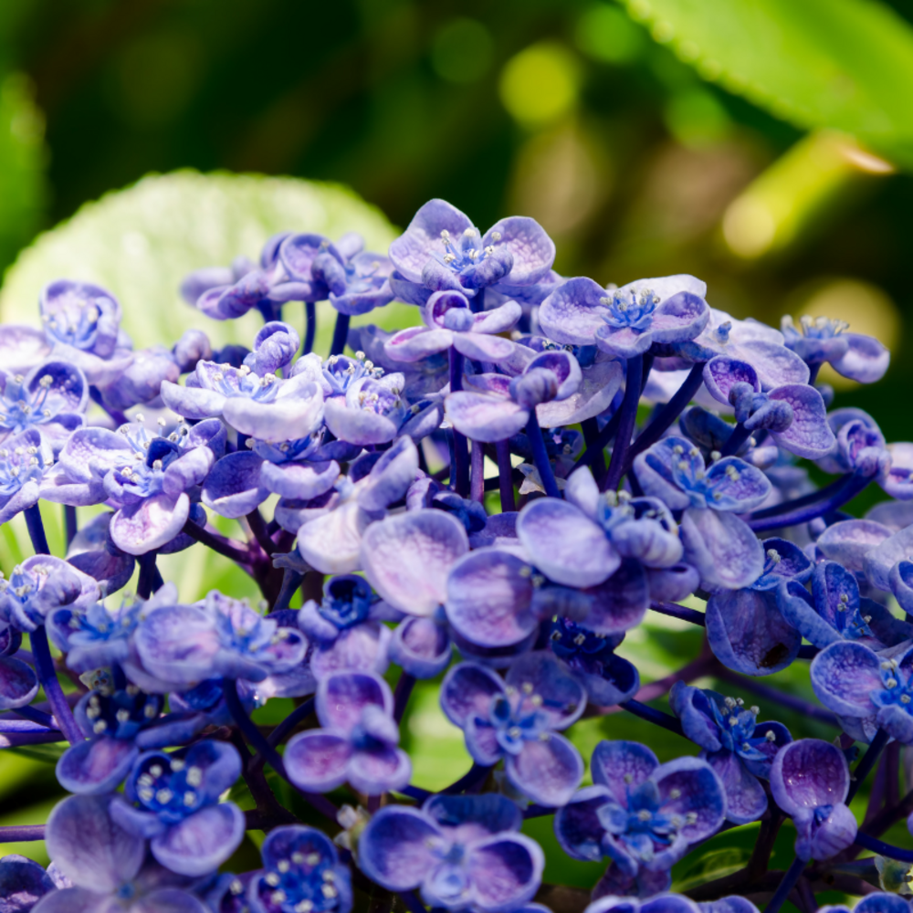 Hortensia ayesha - hydrangea macrophylla ayesha 25/30 cm pot 3l