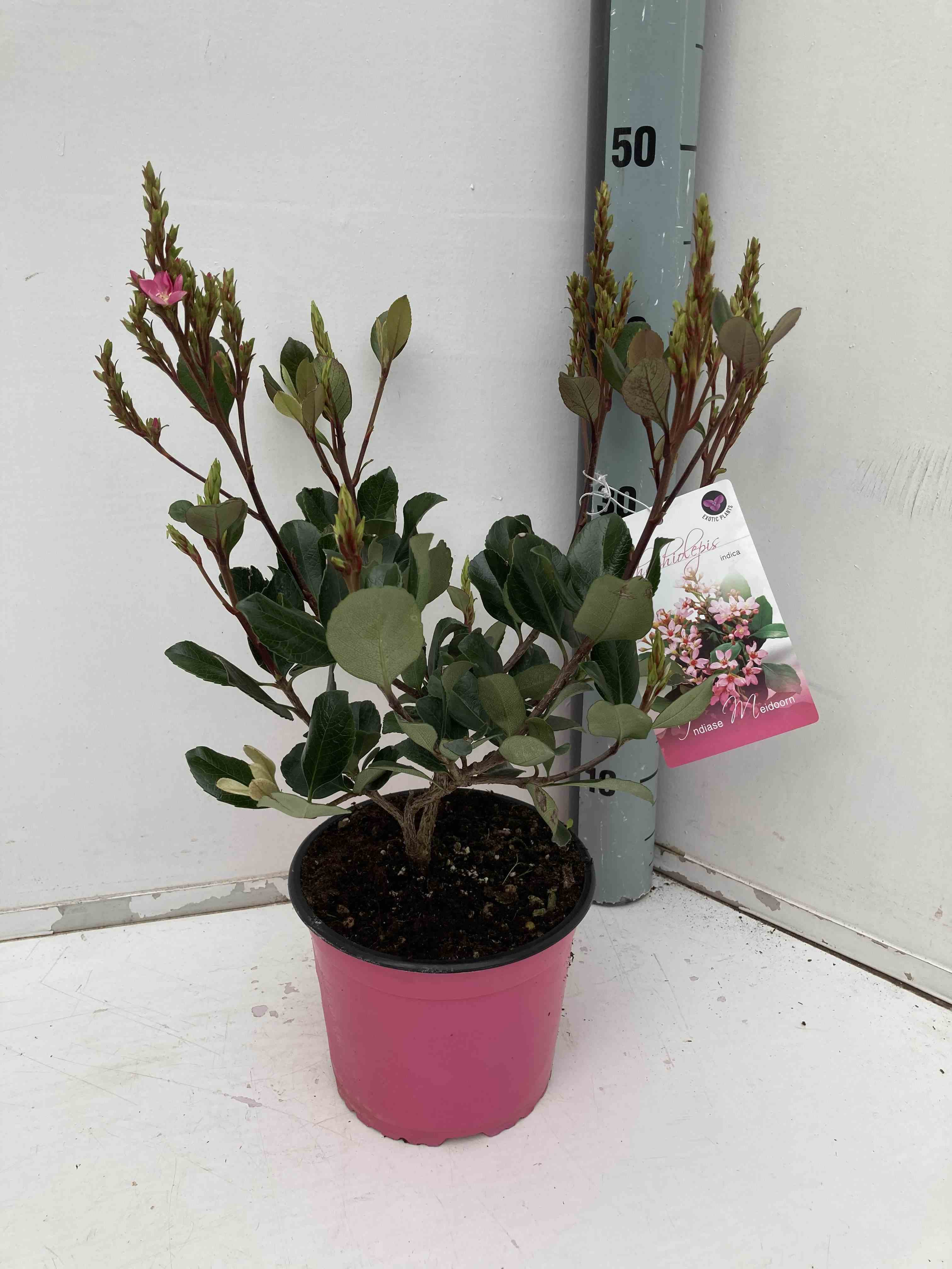 Rhaphiolepis indica   rose - taille pot de 15 litres ? 140/160 cm