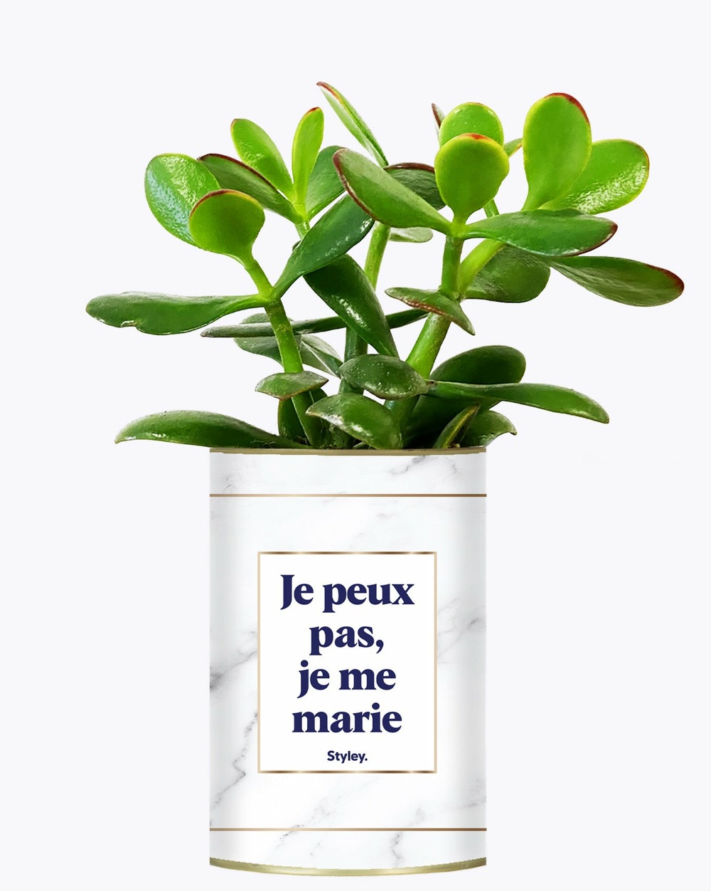 Plante drôle - je peux pas je me marie - plante