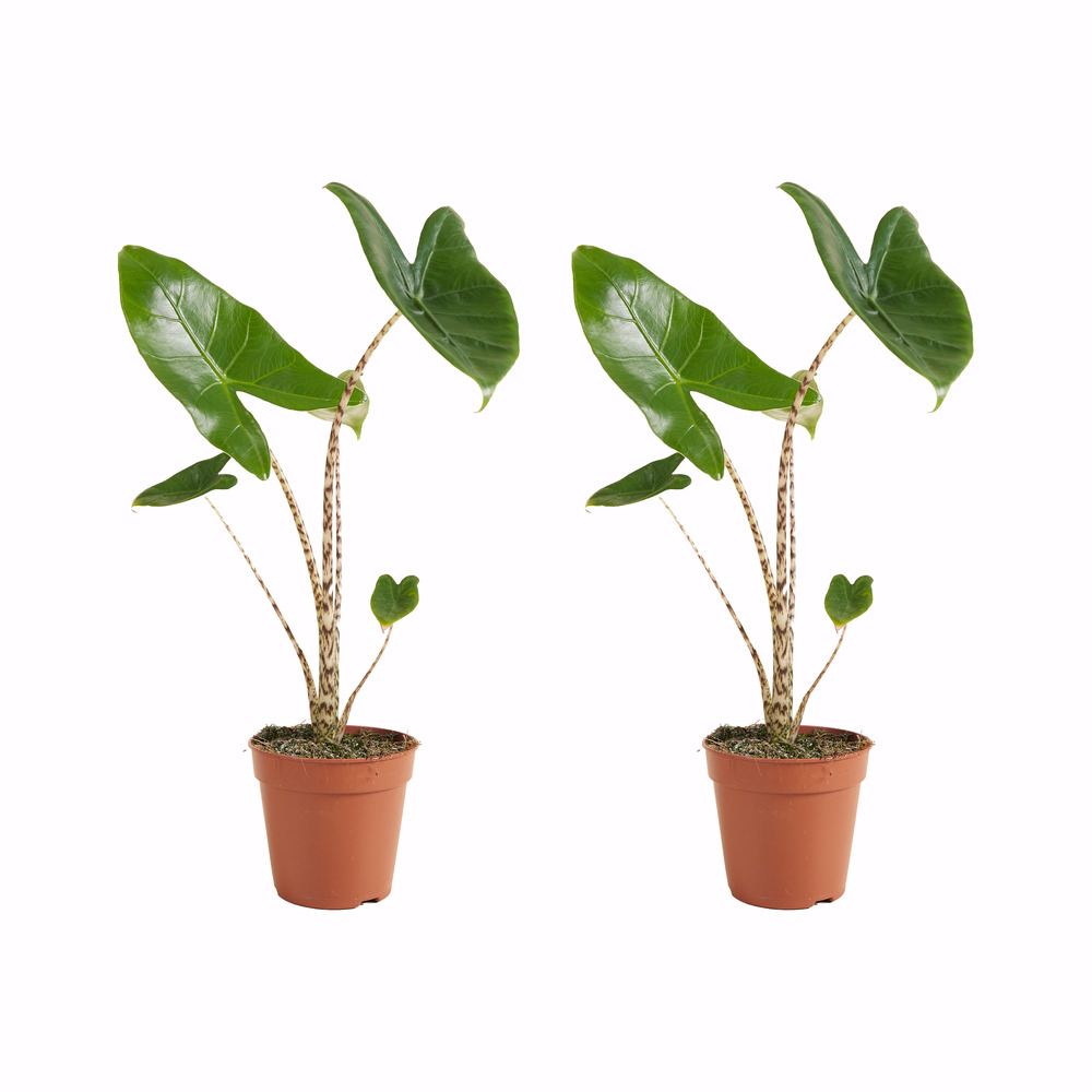 Lot de 2 alocasia zebrina - oreille d’éléphant - 30-50 cm - pot 14 cm