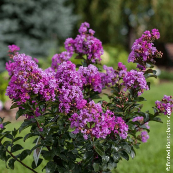 Lilas des indes purple magic®, lagerstroemia pot de 7,5 litres - 1/4 tige