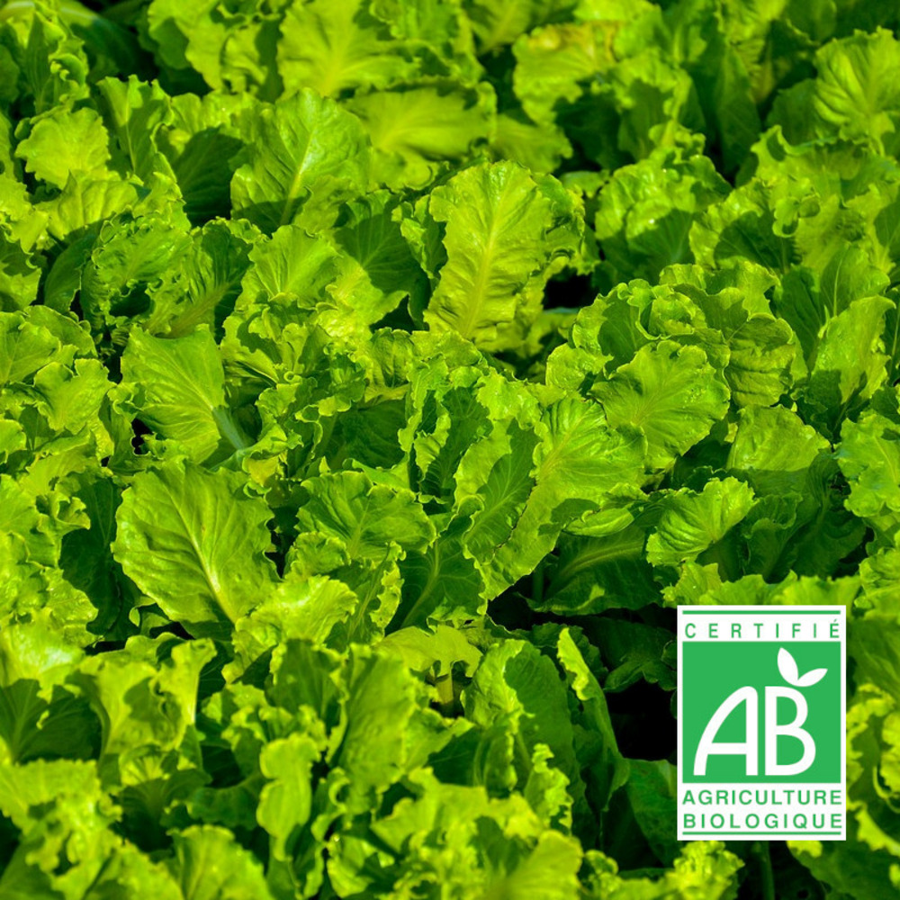 Graines de laitue à couper cressonnette marocaine - sans traitement sachet