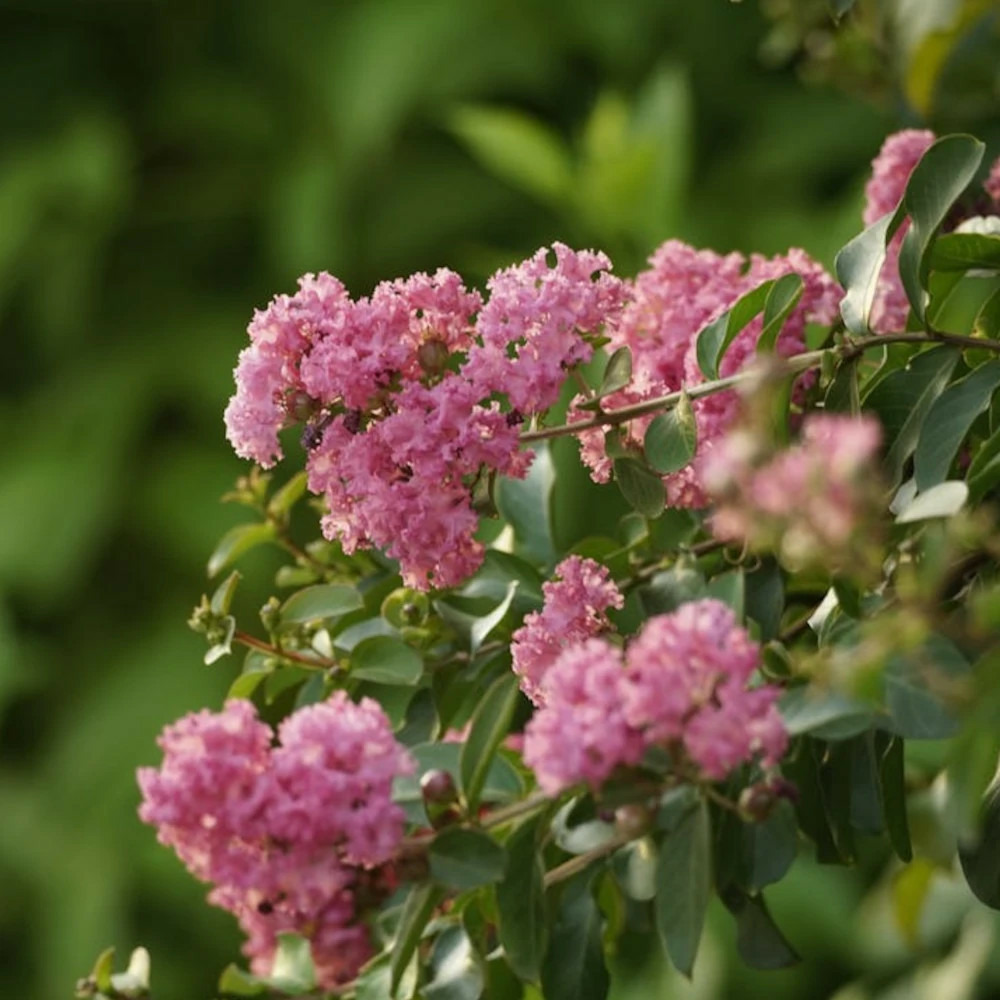 Lilas des indes lilac grand sud® 'minla18', lagerstroemia pot de 7,5l - 60/80 cm