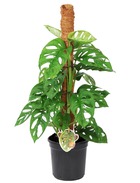 Monstera 'monkey-leaf' moss stick - plante à trou - plante d'intérieur verte - pot 16cm - hauteur 60-70cm
