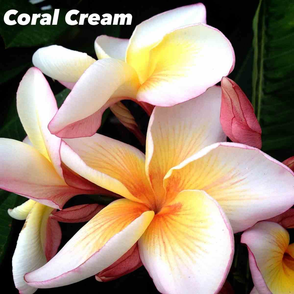 Plumeria rubra "coral cream" (frangipanier) taille pot de 2 litres ? 20/30 cm -   tricolor