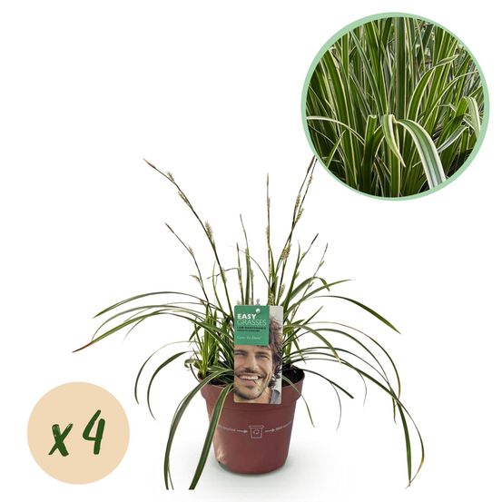 Laîche 'ice dance' - lot de 4 - pot 17 cm - hauteur 50 cm - plante d'extérieur
