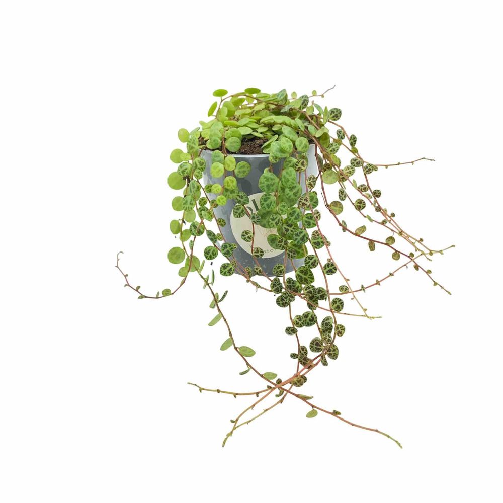 Peperomia prostrata - pot de 9cm - plantes d'intérieur