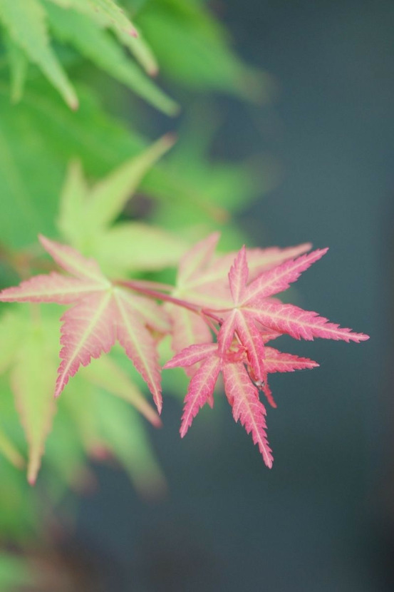 Erable 'peve chameleon' - en pot de 2 litres