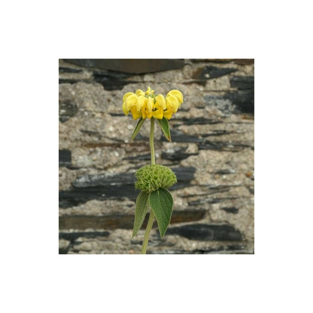 Sauge de jérusalem edward bowles lot de 9 godets