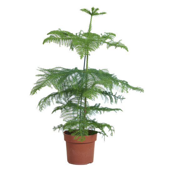 Araucaria heterophylla - pin de norfolk - plante d’intérieur - hauteur 80-100 cm - pot 21 cm