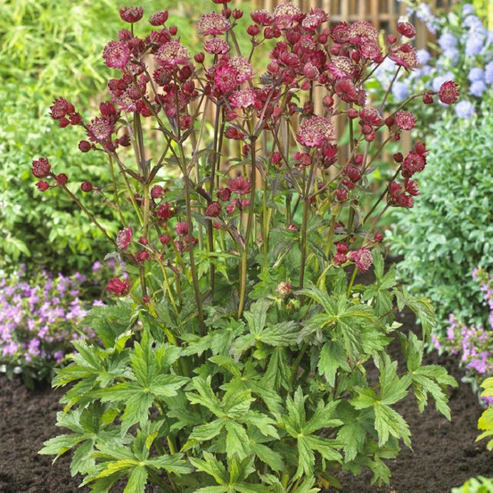 Astrance major star of love® lot de 5 godets