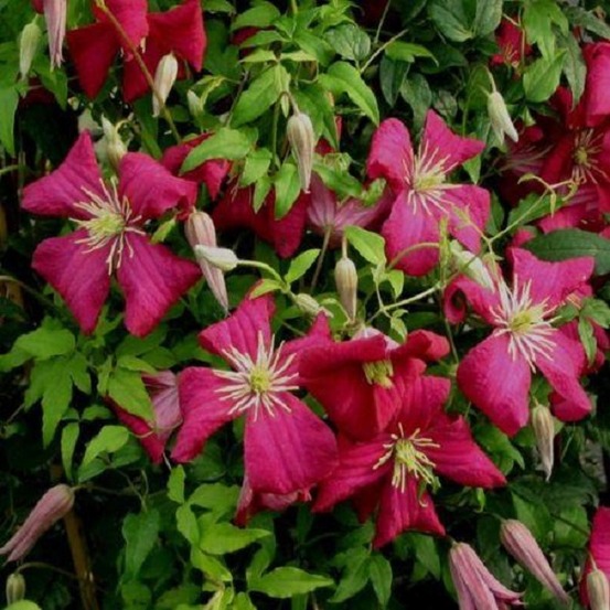 2 x clématite des montagnes 'madame jules correvon' - clematis 'madame jules correvon' - 50-60 cm pot