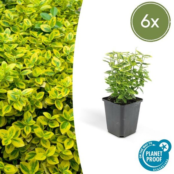 Fusain de fortune 'emerald 'n gold' x6 – entre 0,38 et 0,5m2