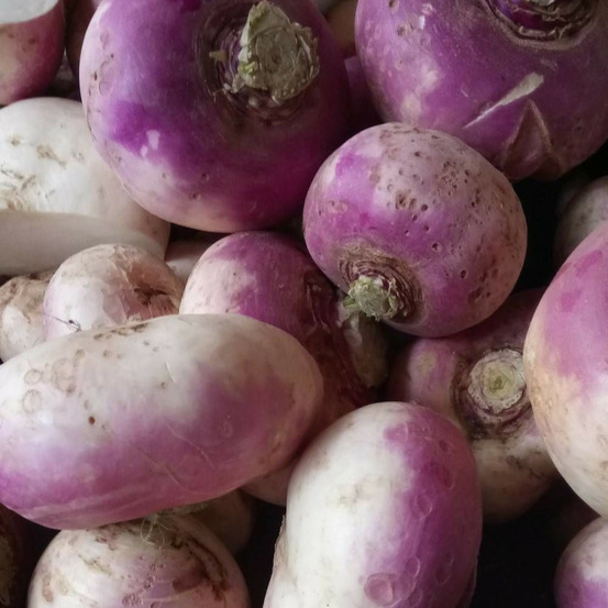 Graines de navet de nancy à feuille entière - vilmorin sachet économique
